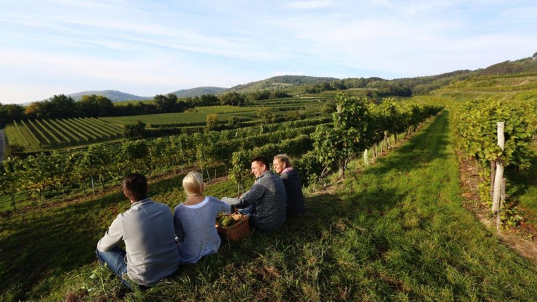 Weinlese Weinland Traisental, © schwarz-koenig.at