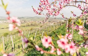 Blütenzauber und Frühlingserwachen: Genussreise St. Pölten, © NÖW - Robert Herbst